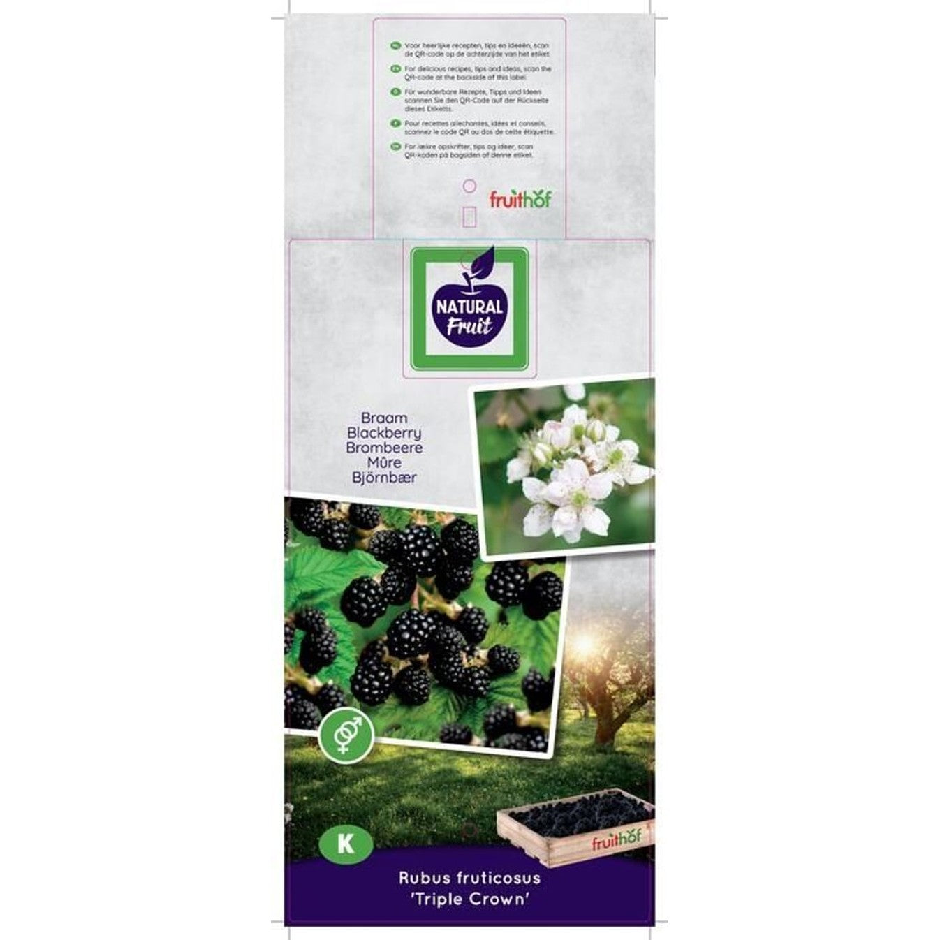 Taggfritt boysenbär – Rubus fruticosus 'Triple Crown' - C7,5 125-150 CM